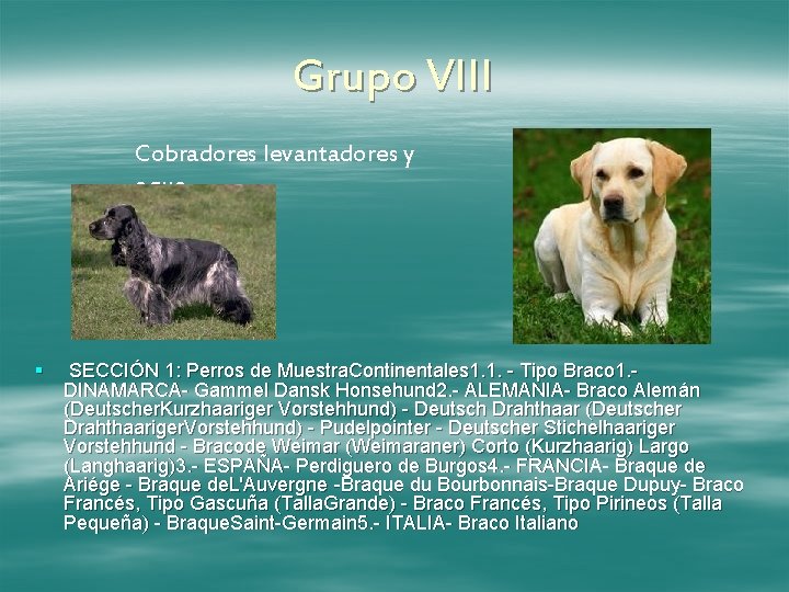 Grupo VIII Cobradores levantadores y agua § SECCIÓN 1: Perros de Muestra. Continentales 1.