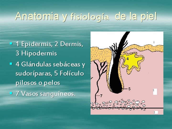Anatomia y fisiología de la piel § 1 Epidermis, 2 Dermis, 3 Hipodermis §