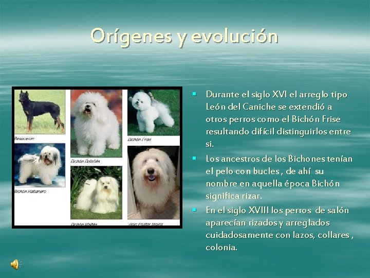 Orígenes y evolución § Durante el siglo XVI el arreglo tipo León del Caniche