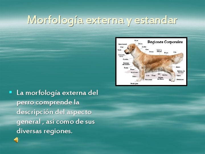 Morfología externa y estandar § La morfología externa del perro comprende la descripción del