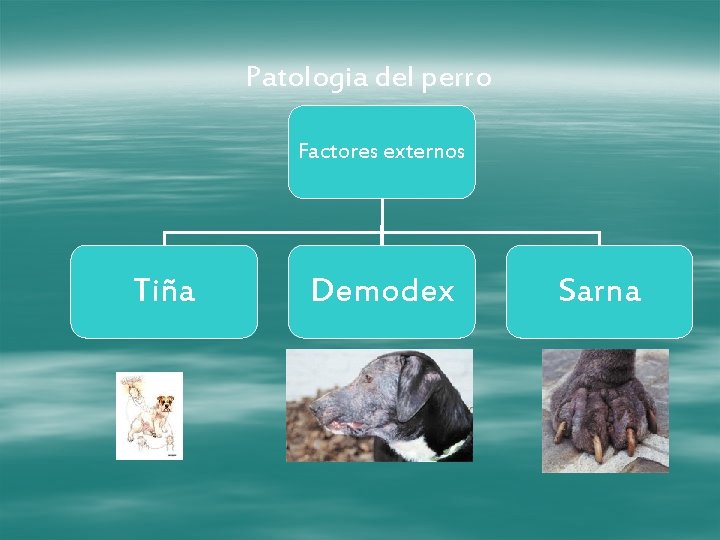 Patologia del perro Factores externos Tiña Demodex Sarna 