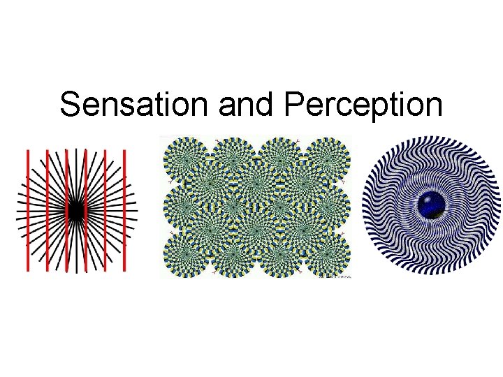Sensation and Perception Chapter 6 