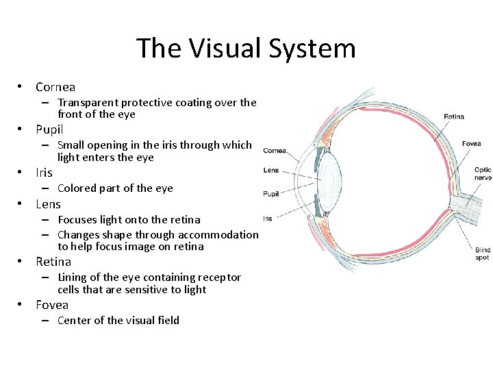 The Visual System • Cornea – Transparent protective coating over the front of the