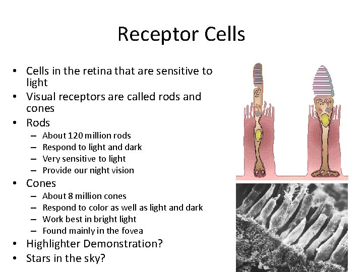 Receptor Cells • Cells in the retina that are sensitive to light • Visual
