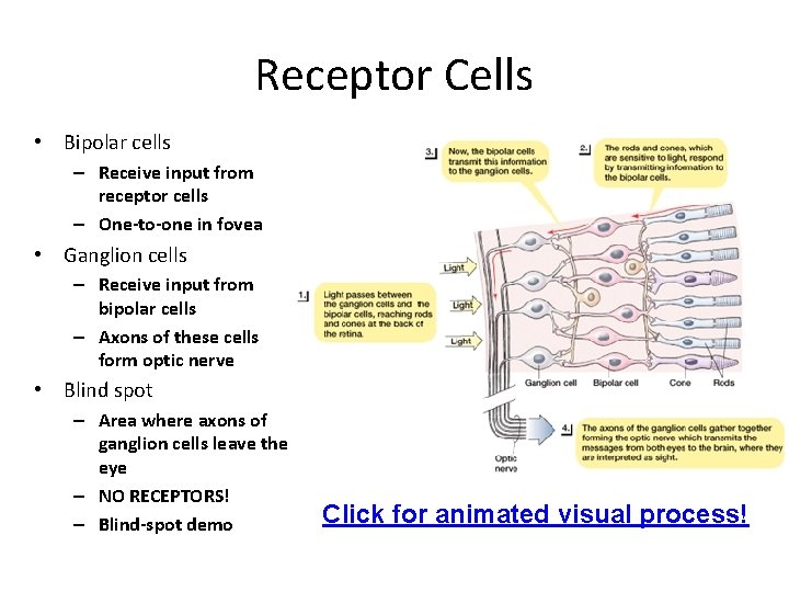 Receptor Cells • Bipolar cells – Receive input from receptor cells – One-to-one in