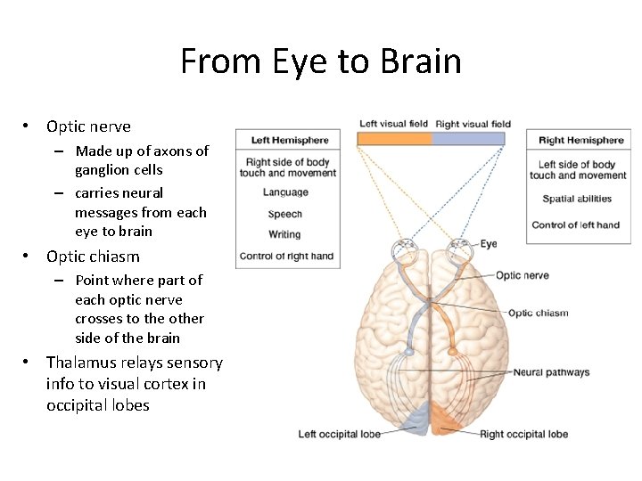 From Eye to Brain • Optic nerve – Made up of axons of ganglion