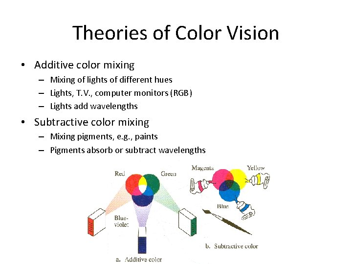 Theories of Color Vision • Additive color mixing – Mixing of lights of different
