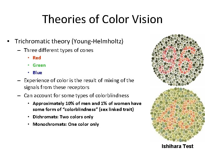 Theories of Color Vision • Trichromatic theory (Young-Helmholtz) – Three different types of cones