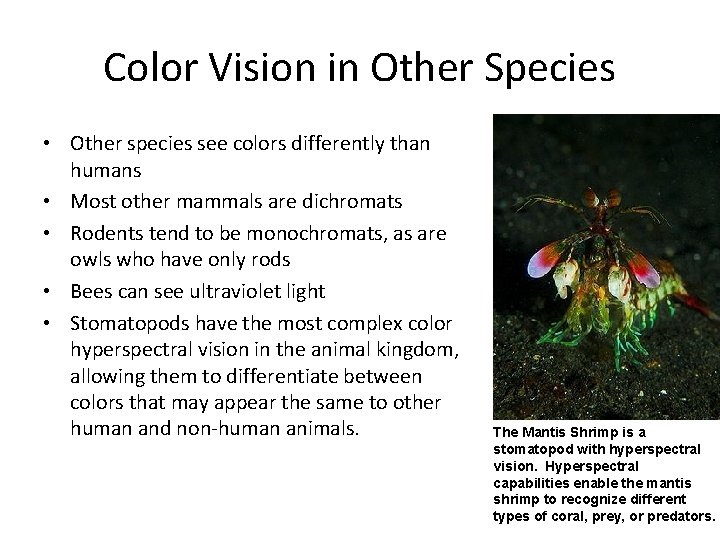 Color Vision in Other Species • Other species see colors differently than humans •