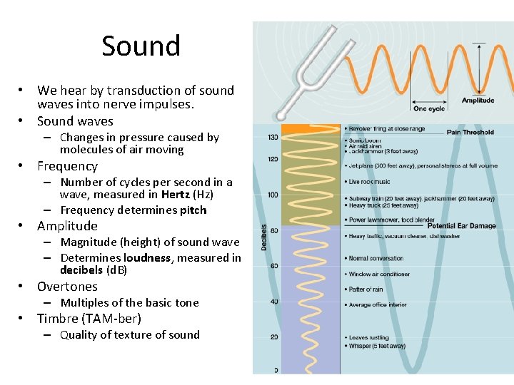 Sound • We hear by transduction of sound waves into nerve impulses. • Sound