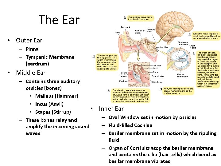 The Ear • Outer Ear – Pinna – Tympanic Membrane (eardrum) • Middle Ear