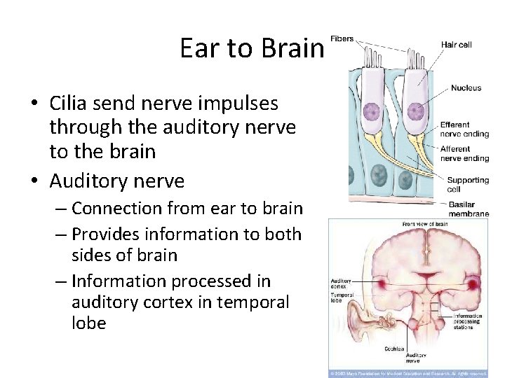 Ear to Brain • Cilia send nerve impulses through the auditory nerve to the