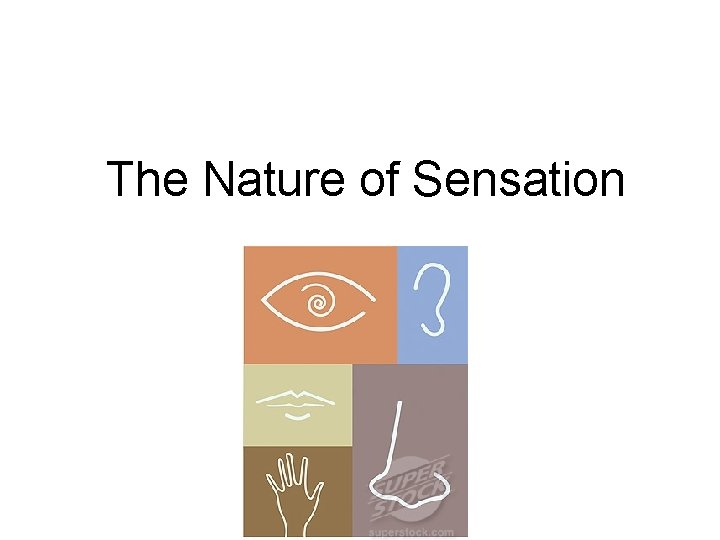 The Nature of Sensation 