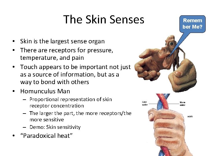 The Skin Senses • Skin is the largest sense organ • There are receptors