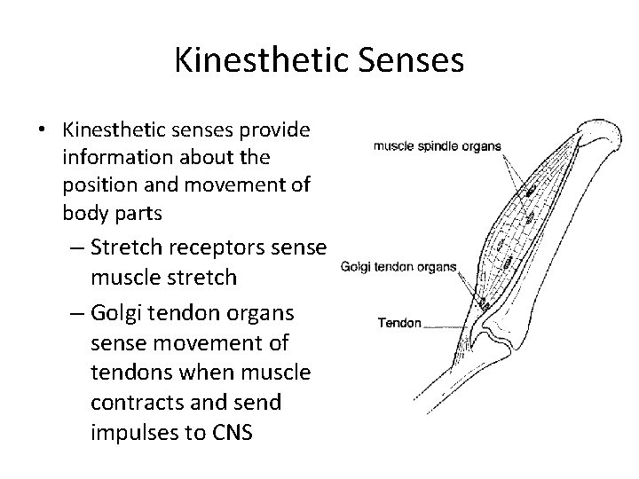 Kinesthetic Senses • Kinesthetic senses provide information about the position and movement of body