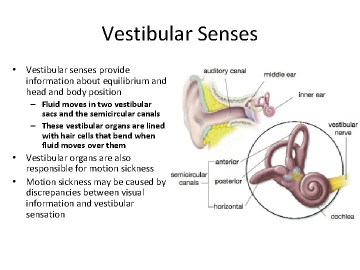 Vestibular Senses • Vestibular senses provide information about equilibrium and head and body position