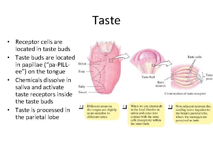 Taste • Receptor cells are located in taste buds • Taste buds are located