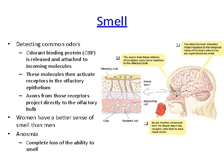Smell • Detecting common odors – Odorant binding protein (OBP) is released and attached