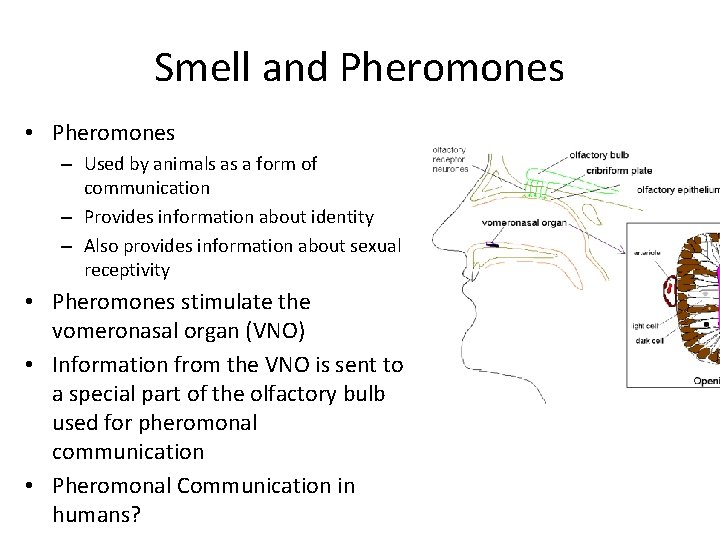 Smell and Pheromones • Pheromones – Used by animals as a form of communication