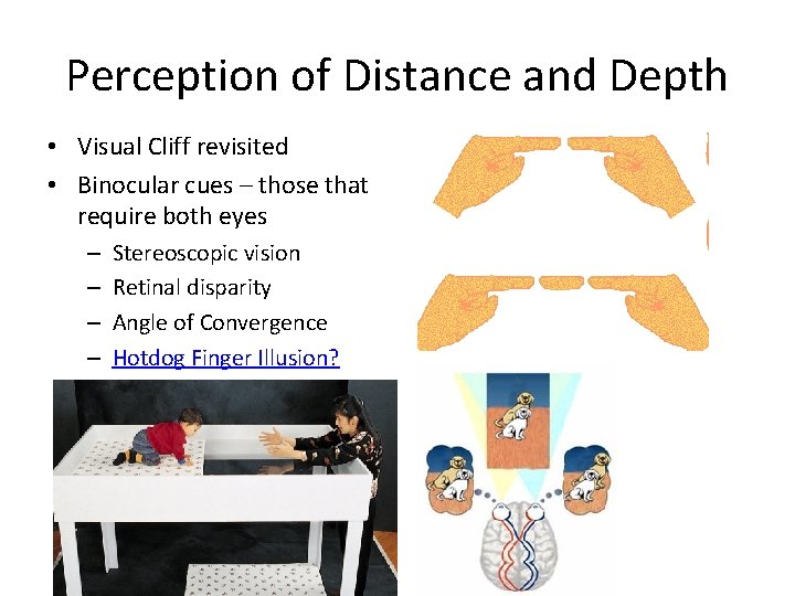 Perception of Distance and Depth • Visual Cliff revisited • Binocular cues – those
