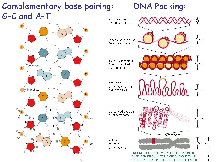 Complementary base pairing: G-C and A-T DNA Packing: 