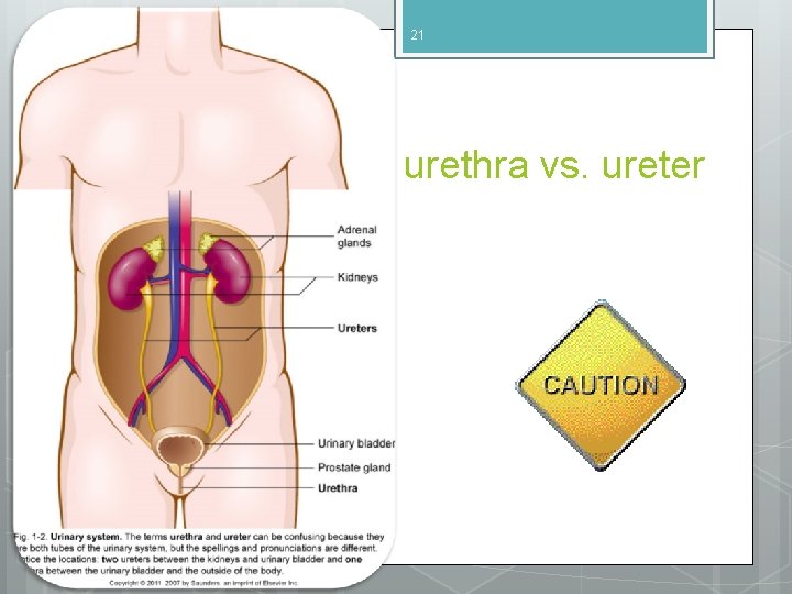 21 urethra vs. ureter 