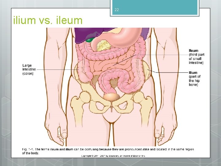 22 ilium vs. ileum 