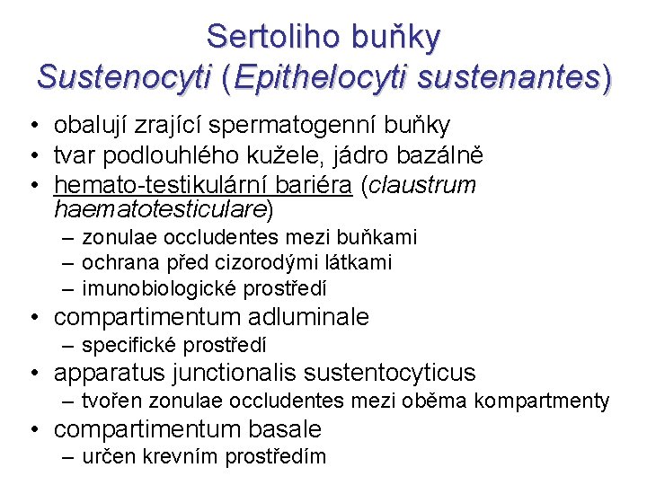 Sertoliho buňky Sustenocyti (Epithelocyti sustenantes) • obalují zrající spermatogenní buňky • tvar podlouhlého kužele,