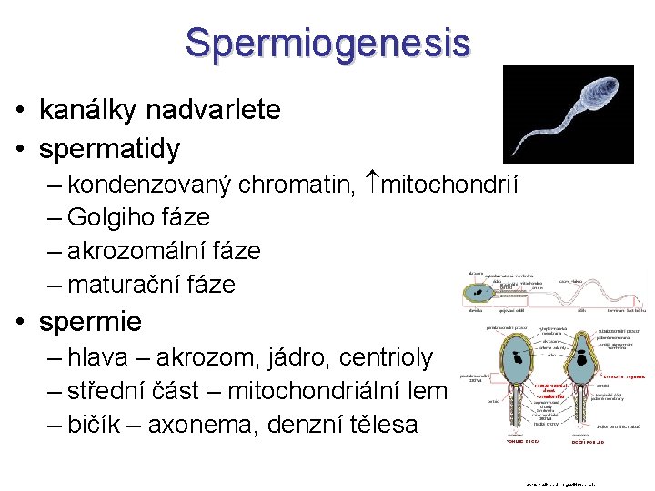 Spermiogenesis • kanálky nadvarlete • spermatidy – kondenzovaný chromatin, mitochondrií – Golgiho fáze –