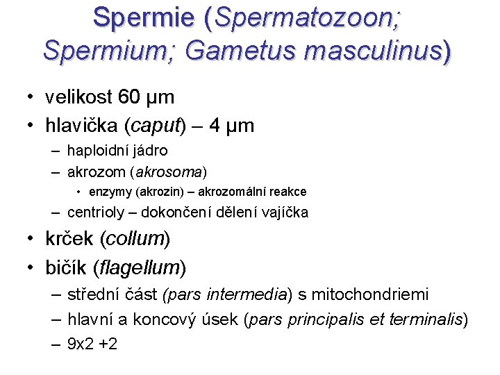 Spermie (Spermatozoon; Spermium; Gametus masculinus) • velikost 60 µm • hlavička (caput) – 4