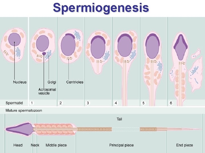 Spermiogenesis 