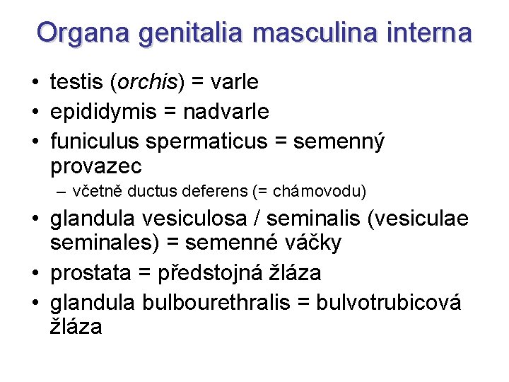 Organa genitalia masculina interna • testis (orchis) = varle • epididymis = nadvarle •