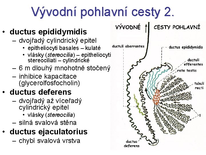 Vývodní pohlavní cesty 2. • ductus epididymidis – dvojřadý cylindrický epitel • epitheliocyti basales