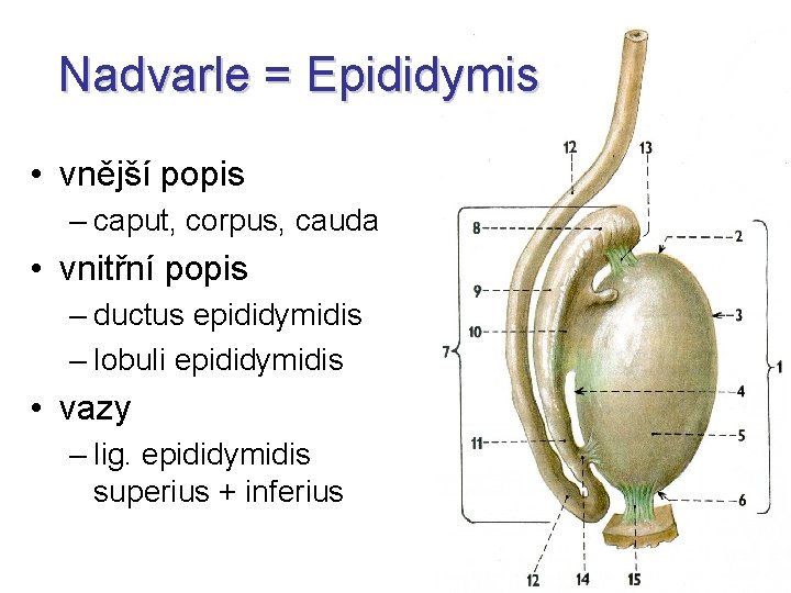 Nadvarle = Epididymis • vnější popis – caput, corpus, cauda • vnitřní popis –