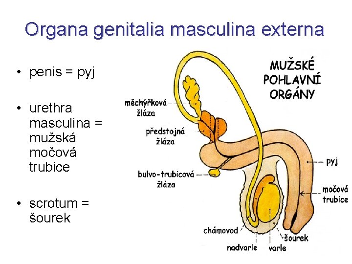 Organa genitalia masculina externa • penis = pyj • urethra masculina = mužská močová