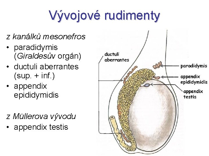 Vývojové rudimenty z kanálků mesonefros • paradidymis (Giraldesův orgán) • ductuli aberrantes (sup. +