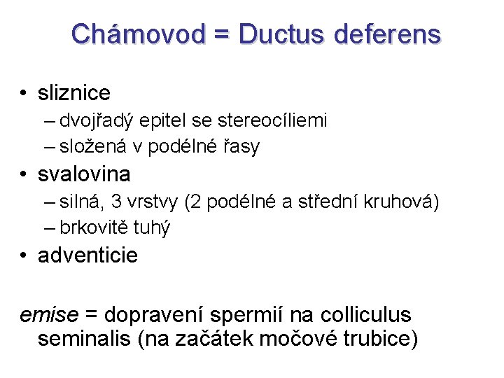 Chámovod = Ductus deferens • sliznice – dvojřadý epitel se stereocíliemi – složená v