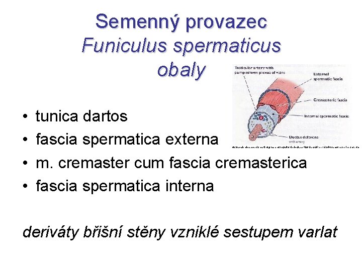 Semenný provazec Funiculus spermaticus obaly • • tunica dartos fascia spermatica externa m. cremaster