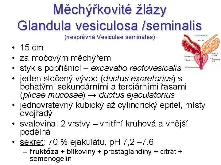 Měchýřkovité žlázy Glandula vesiculosa /seminalis (nesprávně Vesiculae seminales) • • 15 cm za močovým