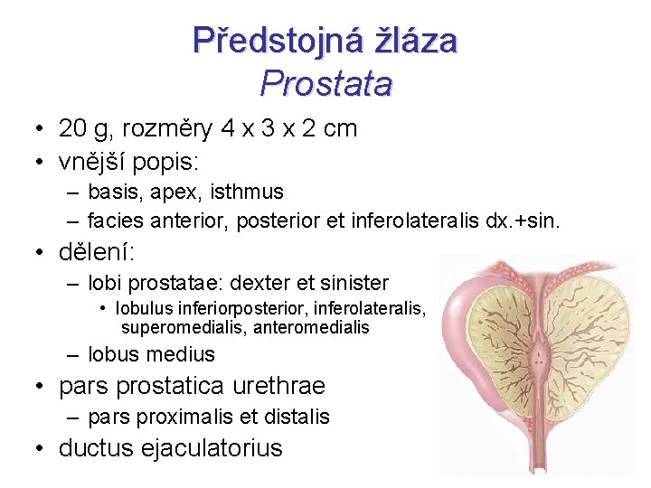 Předstojná žláza Prostata • 20 g, rozměry 4 x 3 x 2 cm •