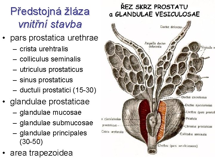Předstojná žláza vnitřní stavba • pars prostatica urethrae – – – crista urehtralis colliculus