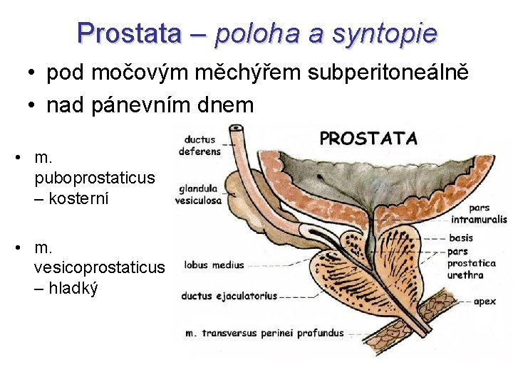 Prostata – poloha a syntopie • pod močovým měchýřem subperitoneálně • nad pánevním dnem