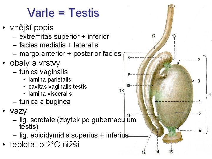 Varle = Testis • vnější popis – extremitas superior + inferior – facies medialis