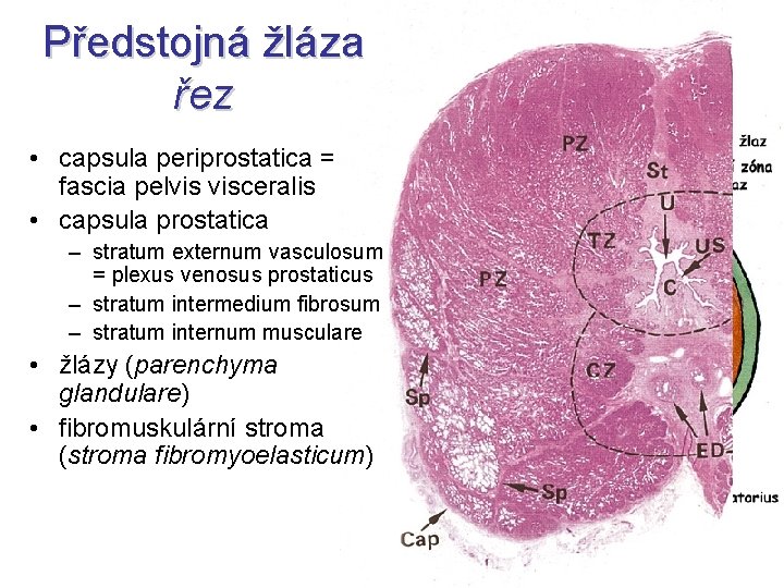 Předstojná žláza řez • capsula periprostatica = fascia pelvis visceralis • capsula prostatica –