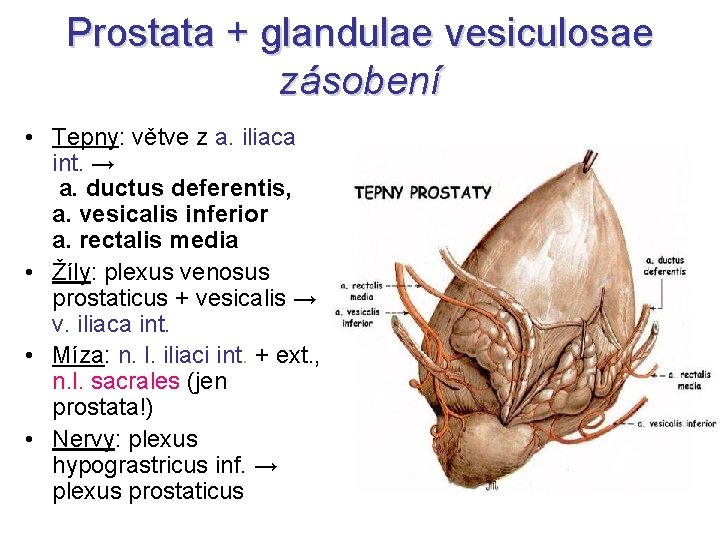 Prostata + glandulae vesiculosae zásobení • Tepny: větve z a. iliaca int. → a.