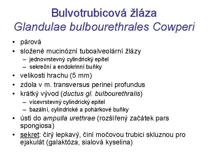 Bulvotrubicová žláza Glandulae bulbourethrales Cowperi • párová • složené mucinózní tuboalveolární žlázy – jednovrstevný