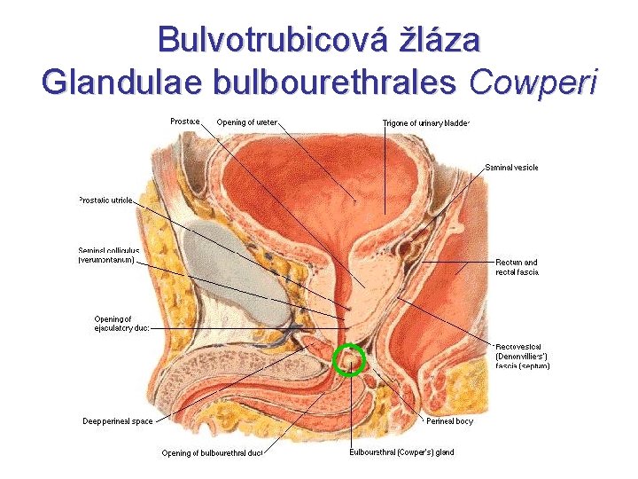 Bulvotrubicová žláza Glandulae bulbourethrales Cowperi 
