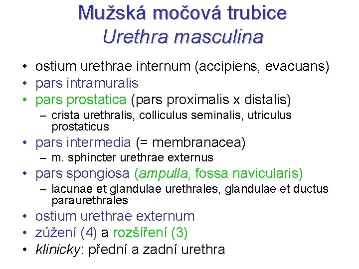 Mužská močová trubice Urethra masculina • ostium urethrae internum (accipiens, evacuans) • pars intramuralis