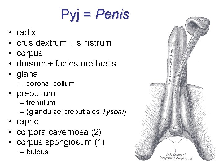 Pyj = Penis • • • radix crus dextrum + sinistrum corpus dorsum +