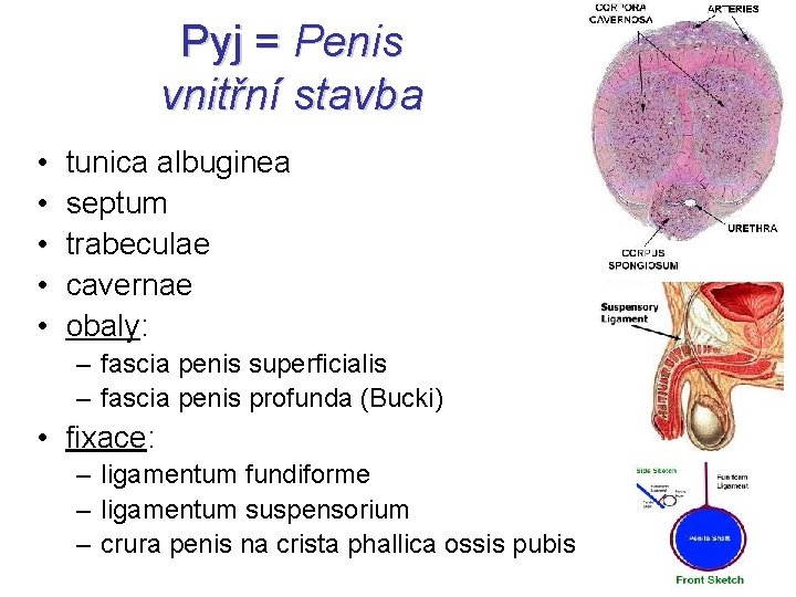 Pyj = Penis vnitřní stavba • • • tunica albuginea septum trabeculae cavernae obaly: